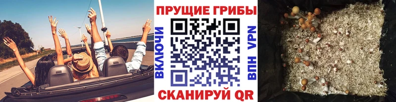 купить наркотик  Кировск  MEGA вход  Галлюциногенные грибы Psilocybe 